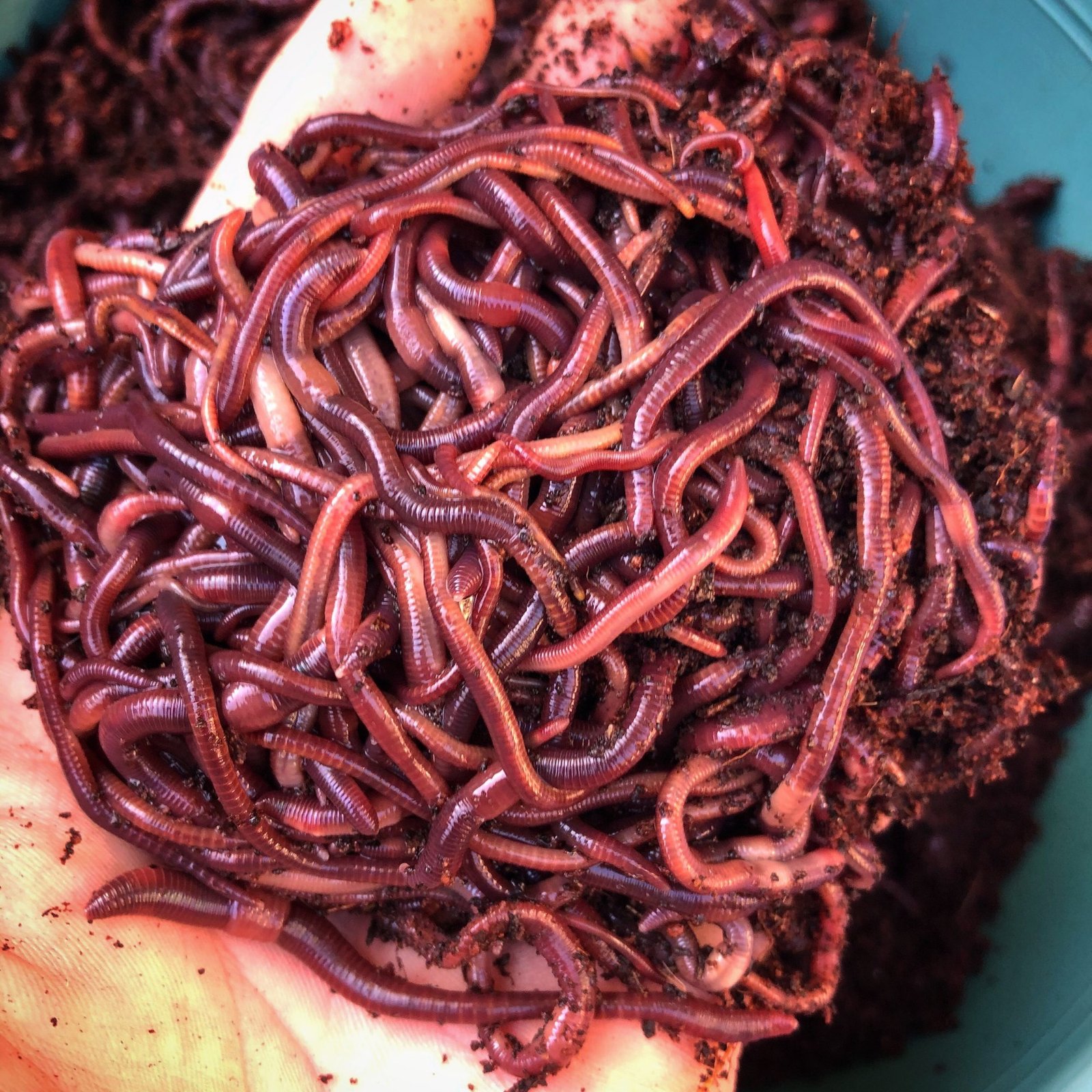1kg Eisenia Fetida Earthworm